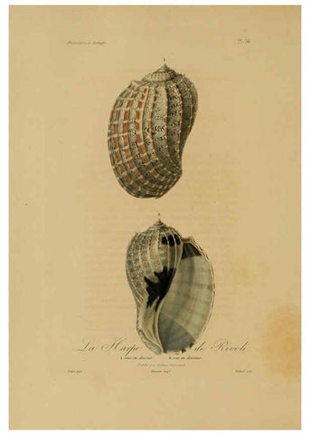 Reproducción/Reproduction 6056483748: Illustrations de zoologie Paris,A. Bertrand[1832-35?] 