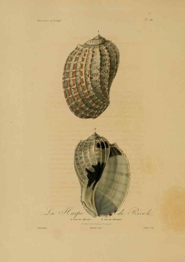 Reproducción/Reproduction 6056483748: Illustrations de zoologie Paris,A. Bertrand[1832-35?] 