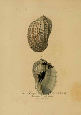Reproducción/Reproduction 6056483748: Illustrations de zoologie Paris,A. Bertrand[1832-35?] 