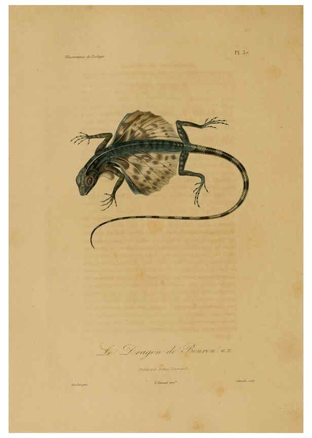 Reproducción/Reproduction 6056483968: Illustrations de zoologie Paris,A. Bertrand[1832-35?] 
