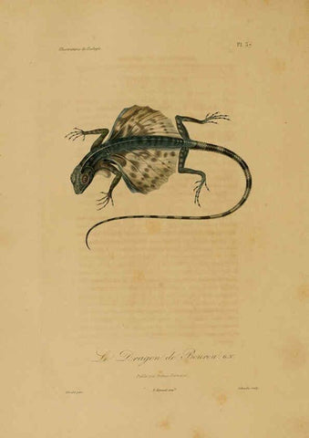 Reproducción/Reproduction 6056483968: Illustrations de zoologie Paris,A. Bertrand[1832-35?] 