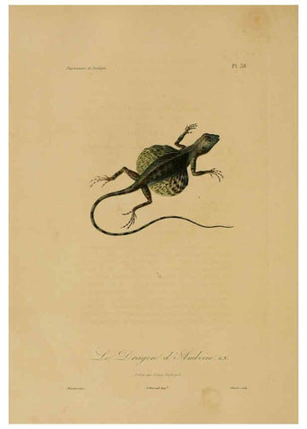 Reproducción/Reproduction 6056484162: Illustrations de zoologie Paris,A. Bertrand[1832-35?] 