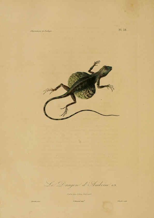 Reproducción/Reproduction 6056484162: Illustrations de zoologie Paris,A. Bertrand[1832-35?] 