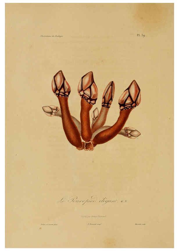 Reproducción/Reproduction 6055937837: Illustrations de zoologie Paris,A. Bertrand[1832-35?] 