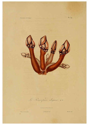 Reproducción/Reproduction 6055937837: Illustrations de zoologie Paris,A. Bertrand[1832-35?] 