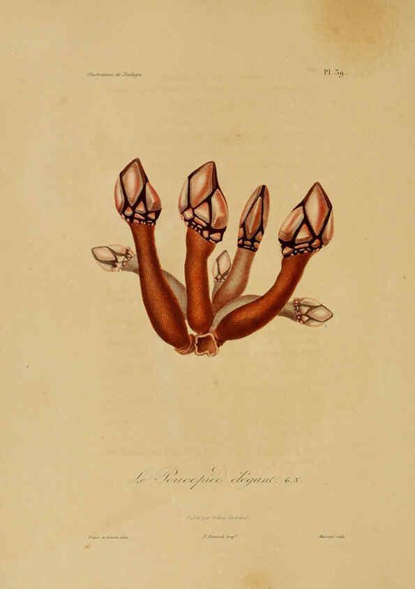 Reproducción/Reproduction 6055937837: Illustrations de zoologie Paris,A. Bertrand[1832-35?] 