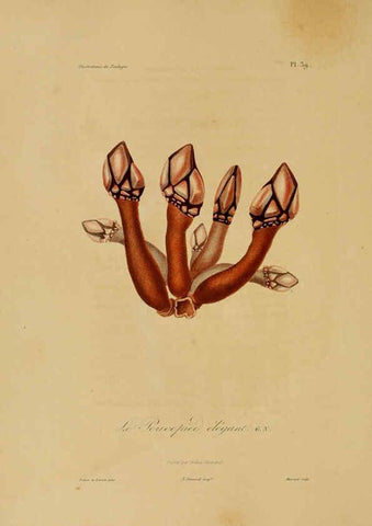 Reproducción/Reproduction 6055937837: Illustrations de zoologie Paris,A. Bertrand[1832-35?] 