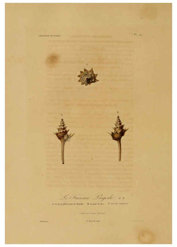 Reproducción/Reproduction 6056484652: Illustrations de zoologie Paris,A. Bertrand[1832-35?] 