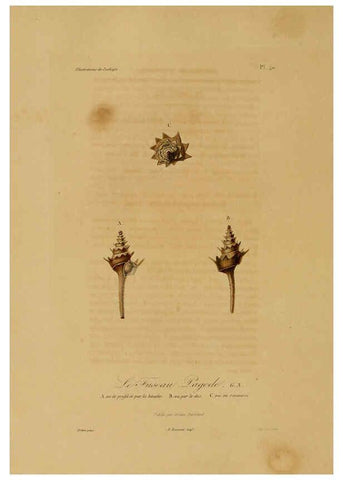 Reproducción/Reproduction 6056484652: Illustrations de zoologie Paris,A. Bertrand[1832-35?] 