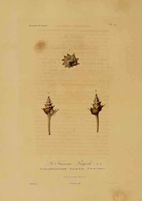 Reproducción/Reproduction 6056484652: Illustrations de zoologie Paris,A. Bertrand[1832-35?] 