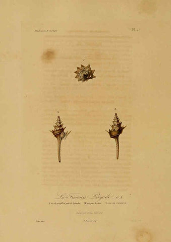 Reproducción/Reproduction 6056484652: Illustrations de zoologie Paris,A. Bertrand[1832-35?] 