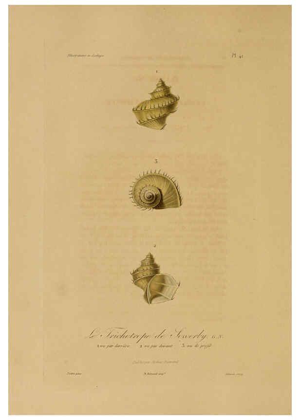 Reproducción/Reproduction 6056484858: Illustrations de zoologie Paris,A. Bertrand[1832-35?] 