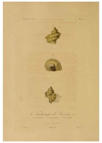 Reproducción/Reproduction 6056484858: Illustrations de zoologie Paris,A. Bertrand[1832-35?] 