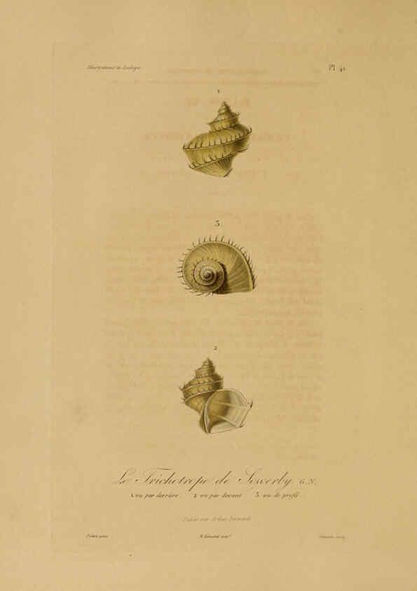 Reproducción/Reproduction 6056484858: Illustrations de zoologie Paris,A. Bertrand[1832-35?] 