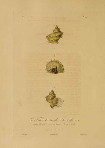 Reproducción/Reproduction 6056484858: Illustrations de zoologie Paris,A. Bertrand[1832-35?] 