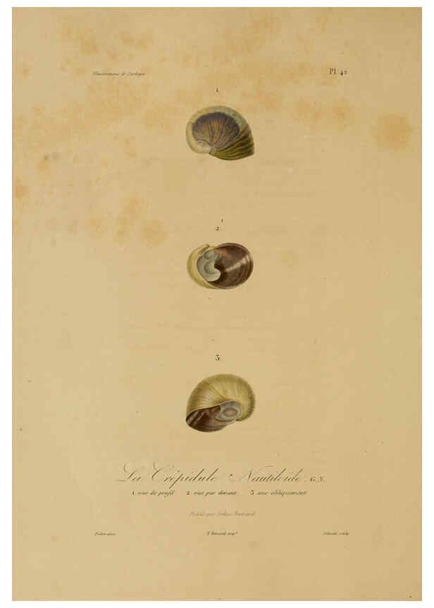 Reproducción/Reproduction 6056485056: Illustrations de zoologie Paris,A. Bertrand[1832-35?] 