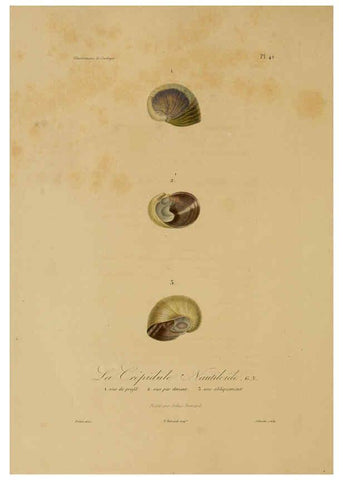 Reproducción/Reproduction 6056485056: Illustrations de zoologie Paris,A. Bertrand[1832-35?] 