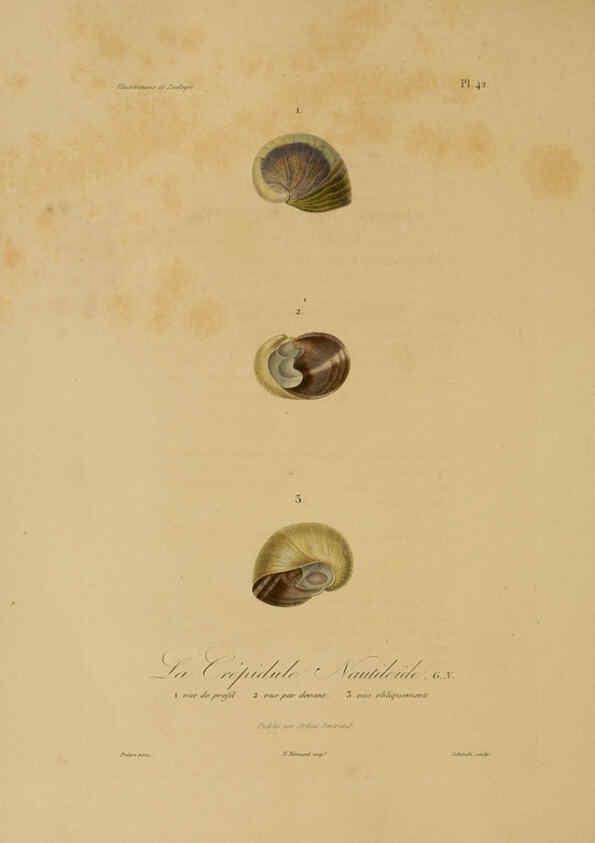 Reproducción/Reproduction 6056485056: Illustrations de zoologie Paris,A. Bertrand[1832-35?] 