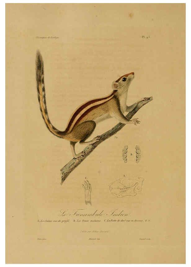 Reproducción/Reproduction 6055939007: Illustrations de zoologie Paris,A. Bertrand[1832-35?] 