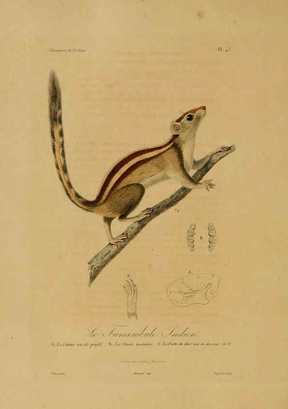 Reproducción/Reproduction 6055939007: Illustrations de zoologie Paris,A. Bertrand[1832-35?] 