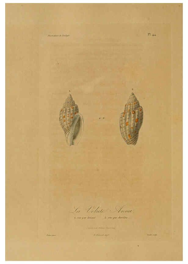 Reproducción/Reproduction 6055939295: Illustrations de zoologie Paris,A. Bertrand[1832-35?] 
