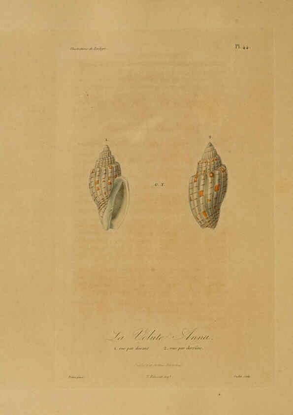 Reproducción/Reproduction 6055939295: Illustrations de zoologie Paris,A. Bertrand[1832-35?] 