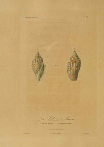 Reproducción/Reproduction 6055939295: Illustrations de zoologie Paris,A. Bertrand[1832-35?] 