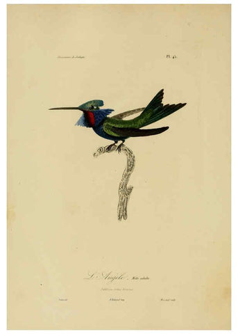 Reproducción/Reproduction 6055939611: Illustrations de zoologie Paris,A. Bertrand[1832-35?] 