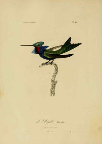 Reproducción/Reproduction 6055939611: Illustrations de zoologie Paris,A. Bertrand[1832-35?] 