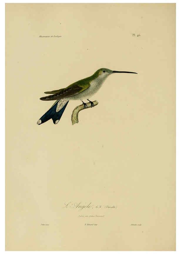 Reproducción/Reproduction 6055940117: Illustrations de zoologie Paris,A. Bertrand[1832-35?] 