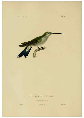 Reproducción/Reproduction 6055940117: Illustrations de zoologie Paris,A. Bertrand[1832-35?] 