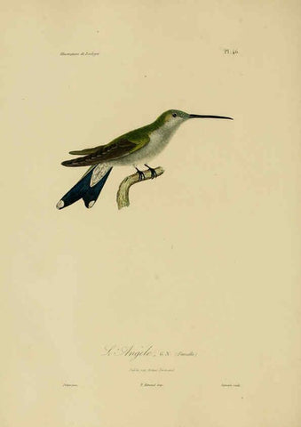 Reproducción/Reproduction 6055940117: Illustrations de zoologie Paris,A. Bertrand[1832-35?] 