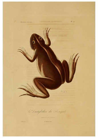 Reproducción/Reproduction 6055940371: Illustrations de zoologie Paris,A. Bertrand[1832-35?] 