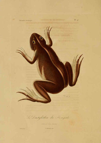 Reproducción/Reproduction 6055940371: Illustrations de zoologie Paris,A. Bertrand[1832-35?] 