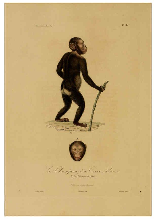 Reproducción/Reproduction 6056482778: Illustrations de zoologie Paris,A. Bertrand[1832-35?] 