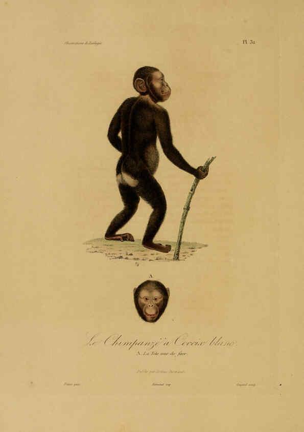Reproducción/Reproduction 6056482778: Illustrations de zoologie Paris,A. Bertrand[1832-35?] 
