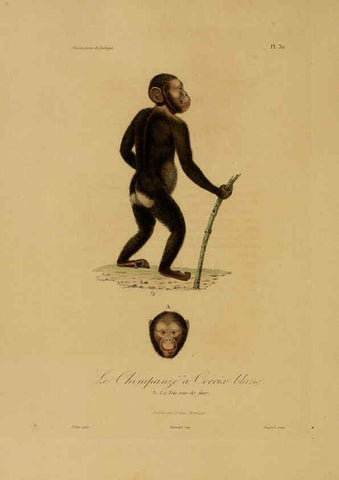 Reproducción/Reproduction 6056482778: Illustrations de zoologie Paris,A. Bertrand[1832-35?] 