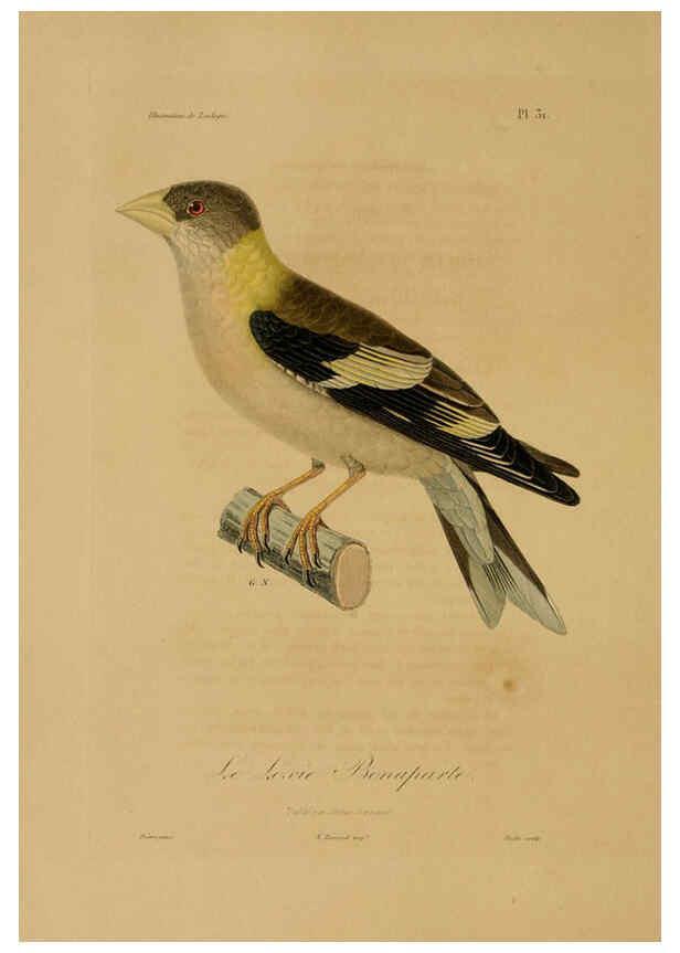 Reproducción/Reproduction 6055935957: Illustrations de zoologie Paris,A. Bertrand[1832-35?] 