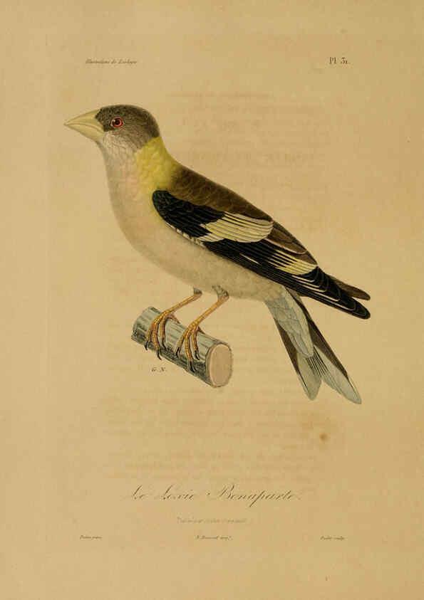 Reproducción/Reproduction 6055935957: Illustrations de zoologie Paris,A. Bertrand[1832-35?] 