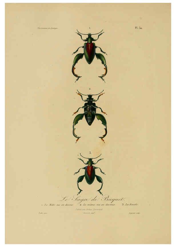Reproducción/Reproduction 6055935769: Illustrations de zoologie Paris,A. Bertrand[1832-35?] 