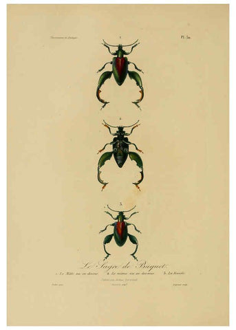 Reproducción/Reproduction 6055935769: Illustrations de zoologie Paris,A. Bertrand[1832-35?] 