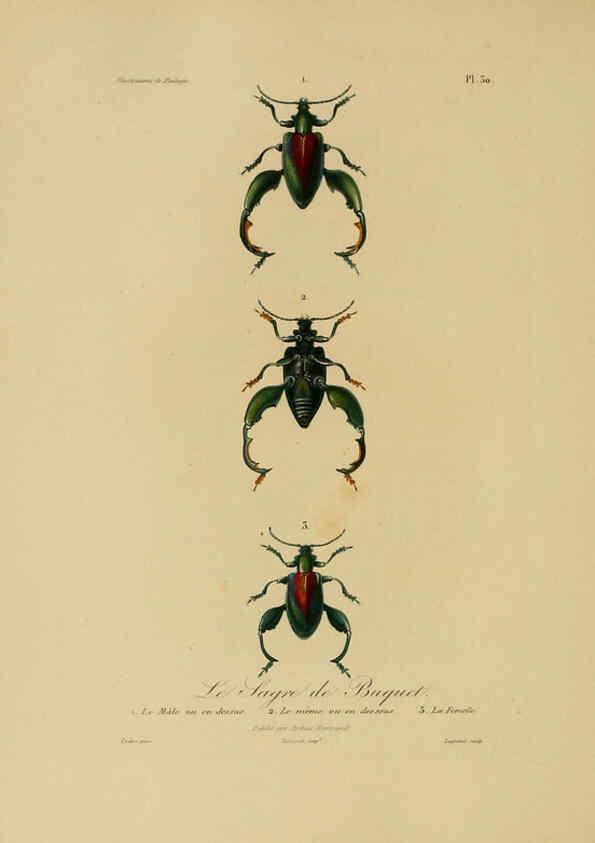 Reproducción/Reproduction 6055935769: Illustrations de zoologie Paris,A. Bertrand[1832-35?] 