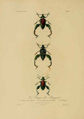 Reproducción/Reproduction 6055935769: Illustrations de zoologie Paris,A. Bertrand[1832-35?] 