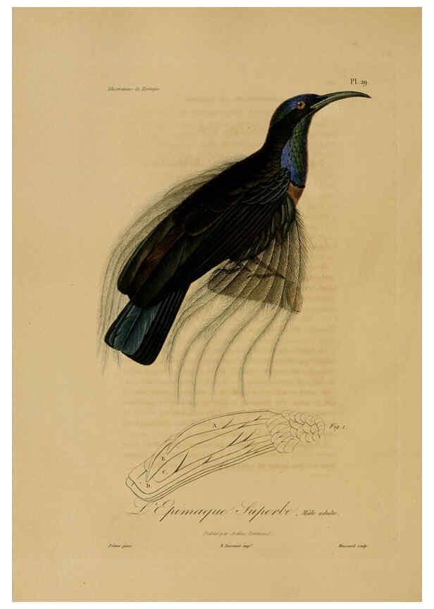 Reproducción/Reproduction 6055935559: Illustrations de zoologie Paris,A. Bertrand[1832-35?] 