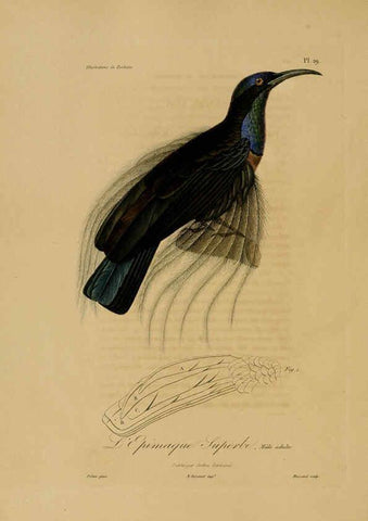 Reproducción/Reproduction 6055935559: Illustrations de zoologie Paris,A. Bertrand[1832-35?] 