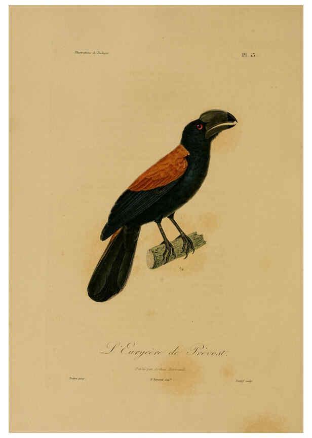 Reproducción/Reproduction 6056477568: Illustrations de zoologie Paris,A. Bertrand[1832-35?] 