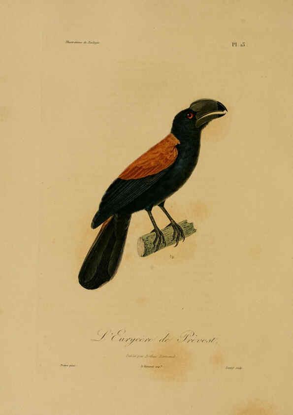 Reproducción/Reproduction 6056477568: Illustrations de zoologie Paris,A. Bertrand[1832-35?] 