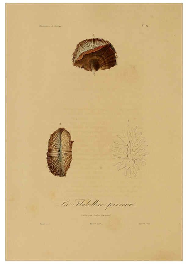 Reproducción/Reproduction 6056477816: Illustrations de zoologie Paris,A. Bertrand[1832-35?] 