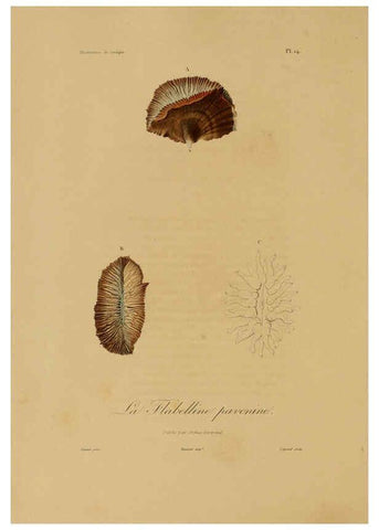 Reproducción/Reproduction 6056477816: Illustrations de zoologie Paris,A. Bertrand[1832-35?] 