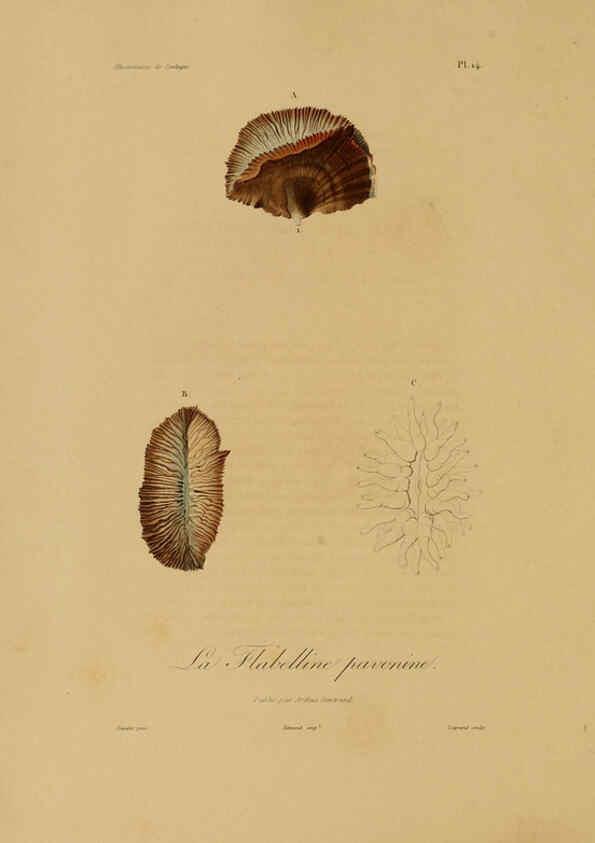 Reproducción/Reproduction 6056477816: Illustrations de zoologie Paris,A. Bertrand[1832-35?] 